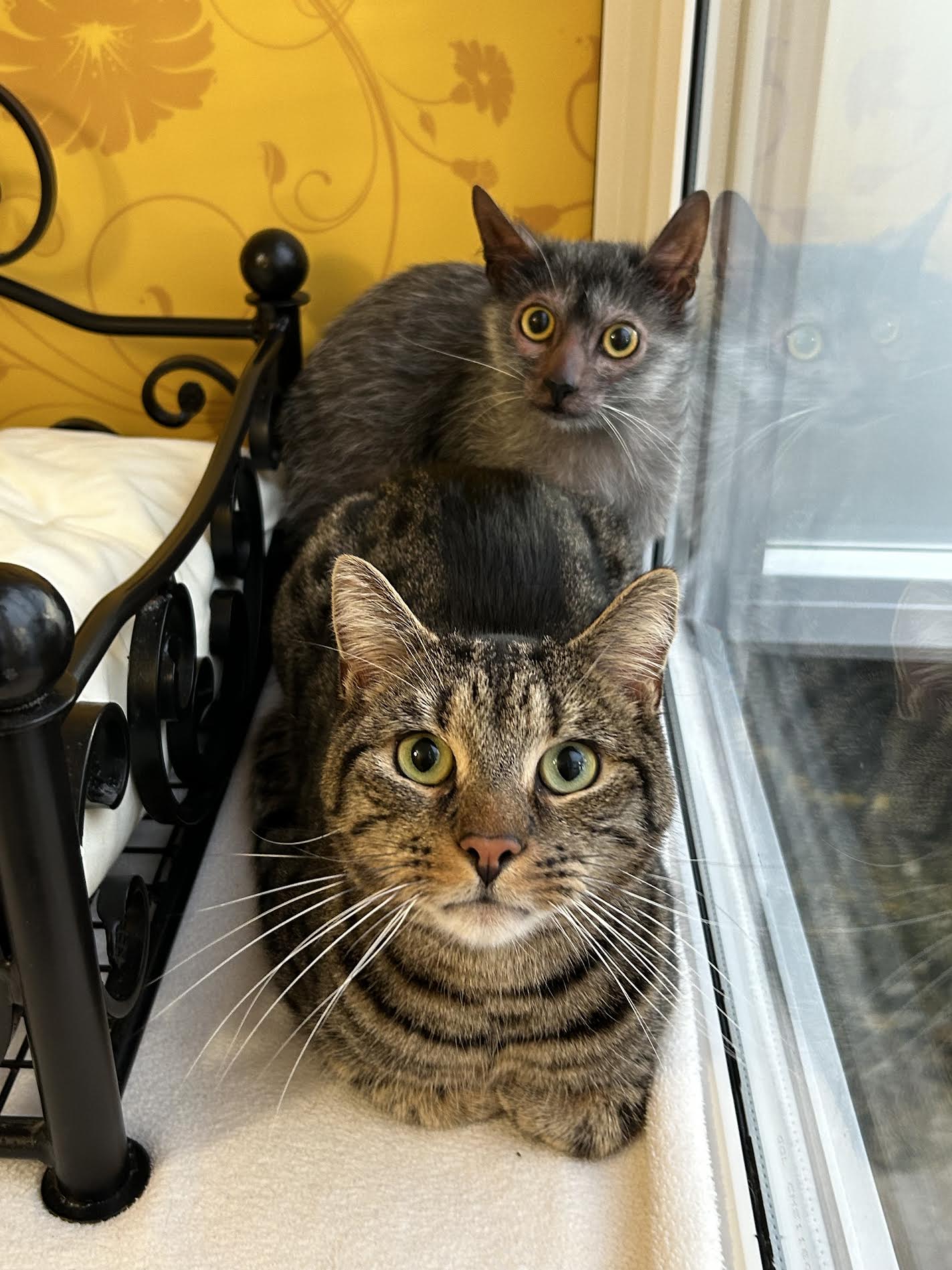 Lykoi Cats