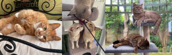 Cats_montage_may25