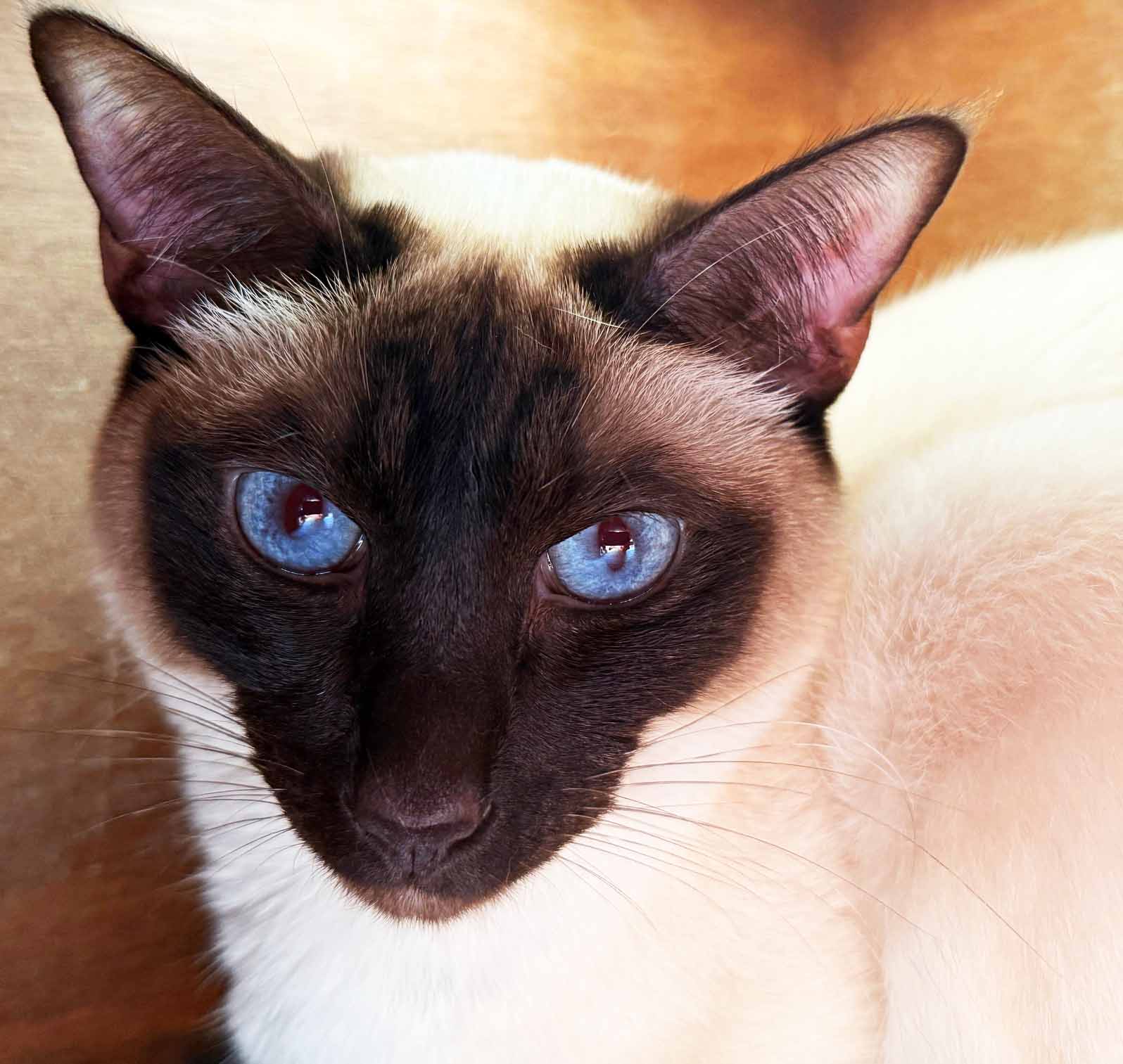 Siamese