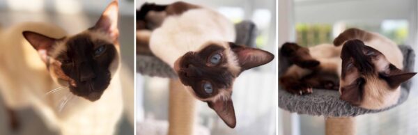 Siamese Cats at Longcroft Luxury Cat Hotels