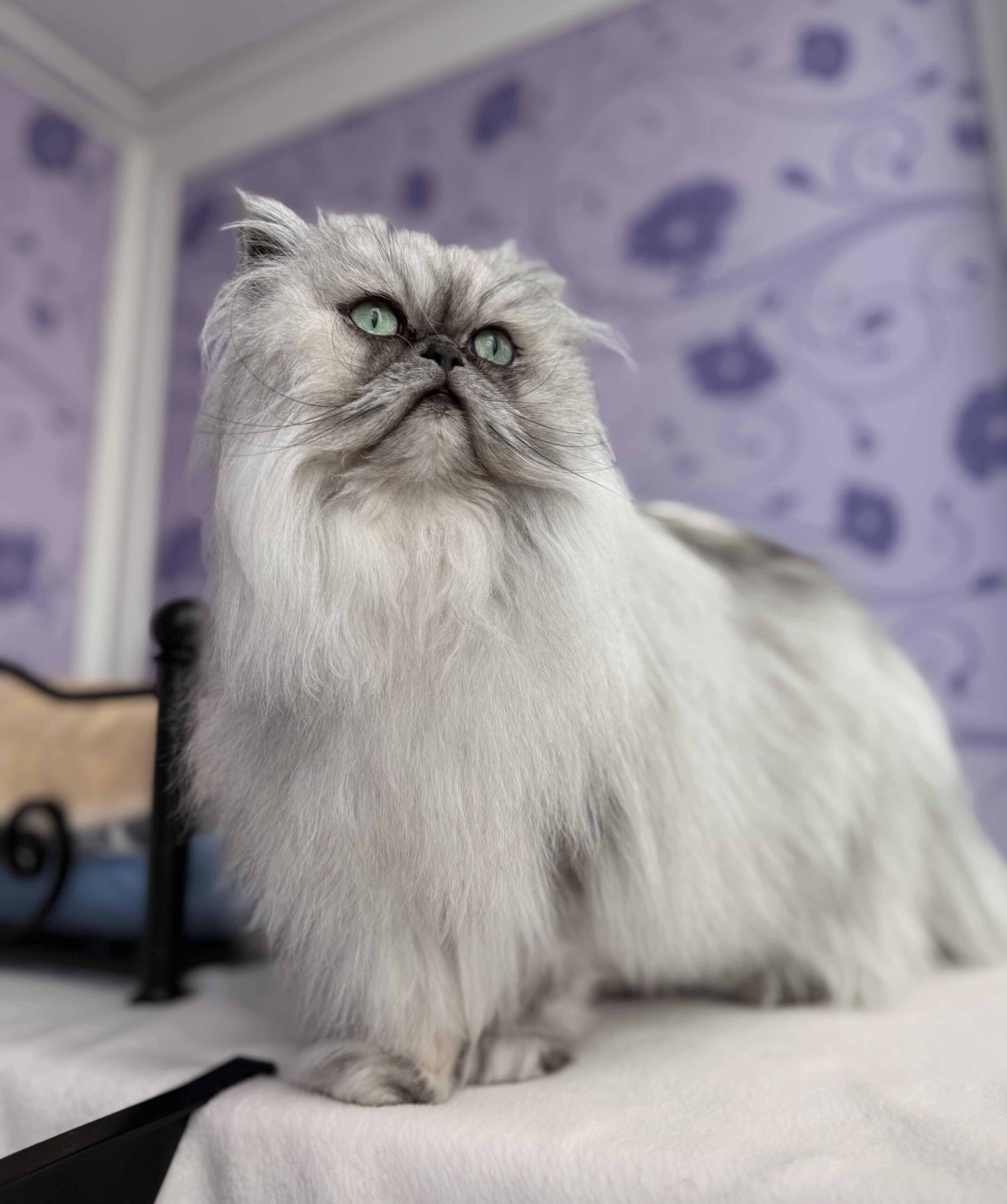Persian Cat