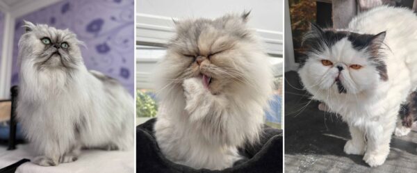 Persian Cats